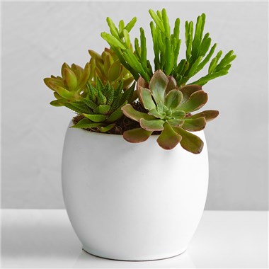 succulent_garden_177063x